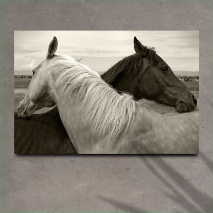 Monochrome Couple Horse Canvas Wall Art